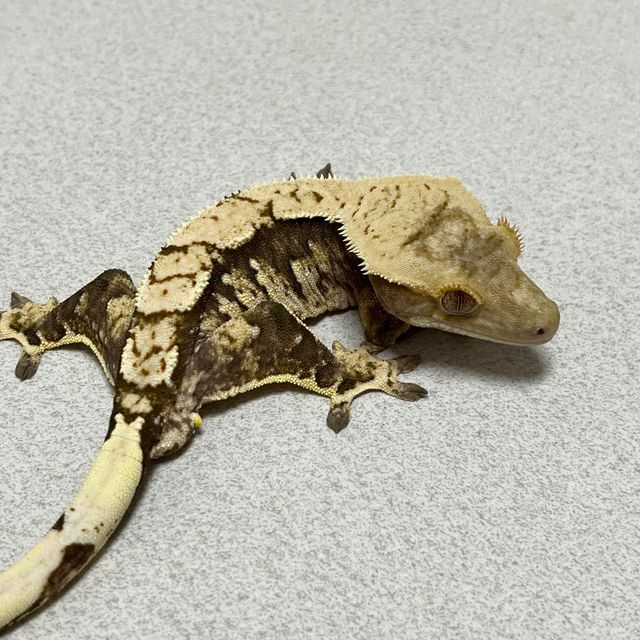 익스트림할리퀸 트라이