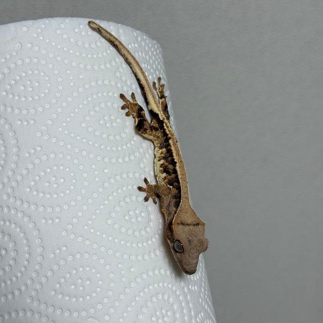 트라이 릴리화이트