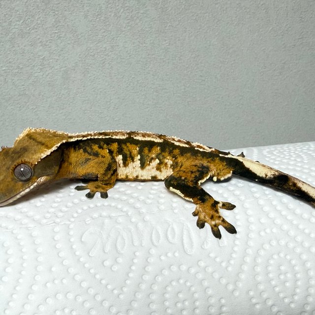 노멀 텐저린 화이트핀 트라이