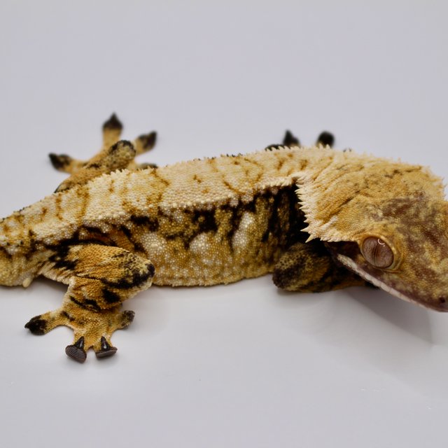 노멀 트라이 드리피 화이트스팟