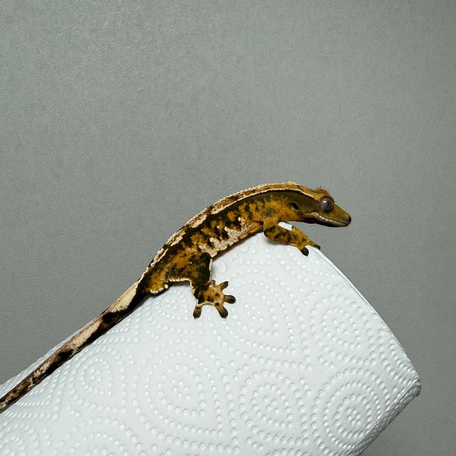 노멀 텐저린 화이트핀 트라이