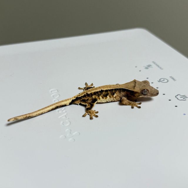 트라이 릴리화이트