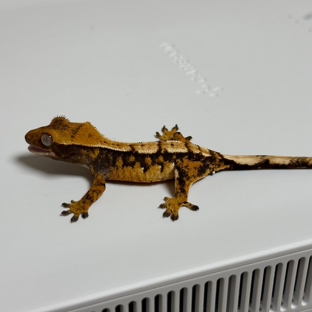 노멀 트라이 텐저린