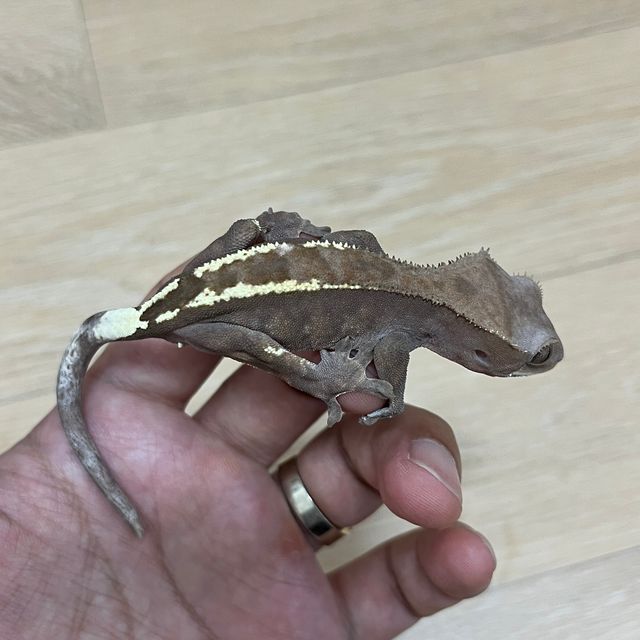 카푸치노