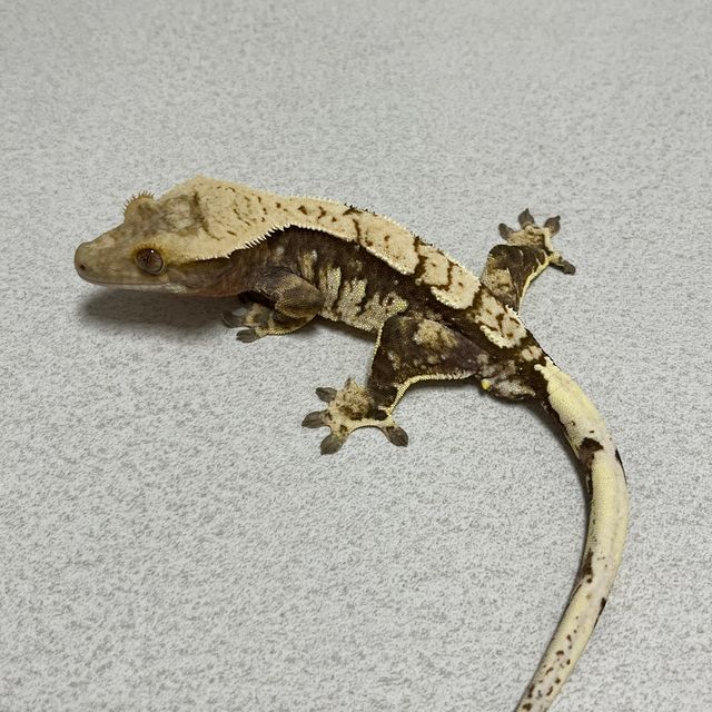 익스트림할리퀸 트라이