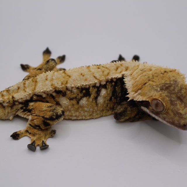 노멀 트라이 드리피 화이트스팟