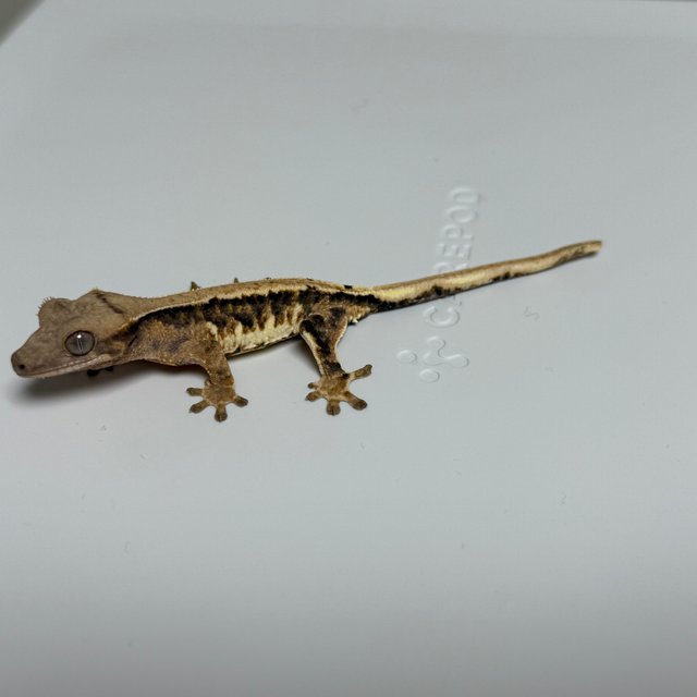 트라이 릴리화이트