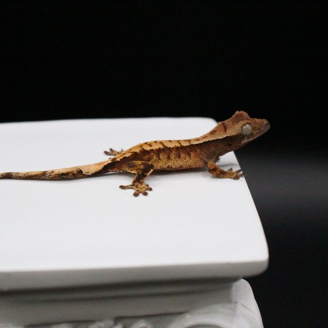 노멀 텐저린 트라이 화이트스팟