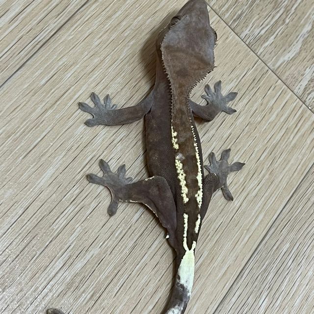 카푸치노
