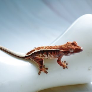 트라이 카푸치노