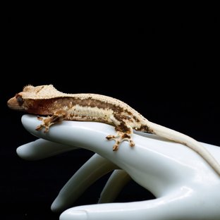 Lilly 100% Het Axanthic