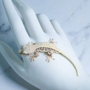 Lilly White
