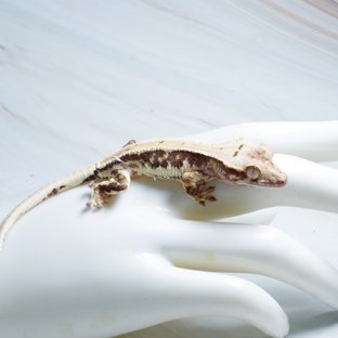 Lilly 100% Het Axanthic