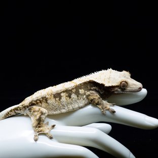 Tri Extreme Harlequin