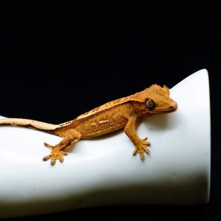 Cream Yellow Creamsicle