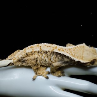 Tri Extreme Harlequin White Spot