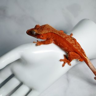 토마토