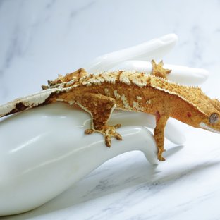 옐로우 크림시클