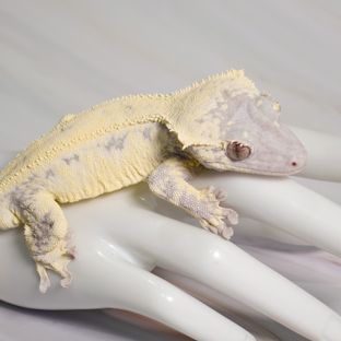폴라리스