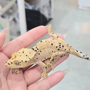 달마시안 슈퍼달마시안