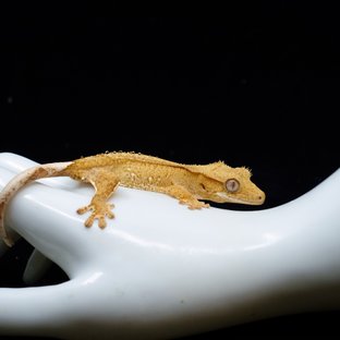 Yellow Creamsicle Buckskin