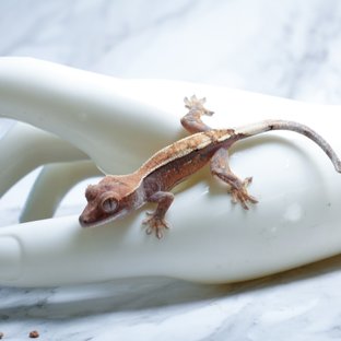 세이블