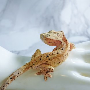 달마시안 슈퍼달마시안