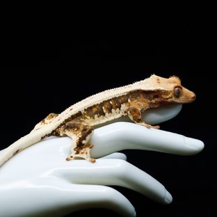 Lilly 100% Het Axanthic