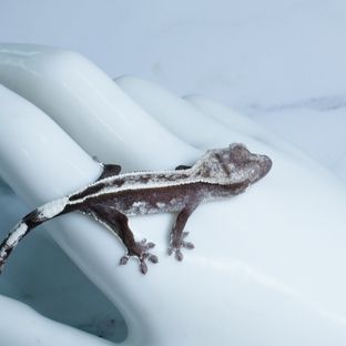 아잔틱