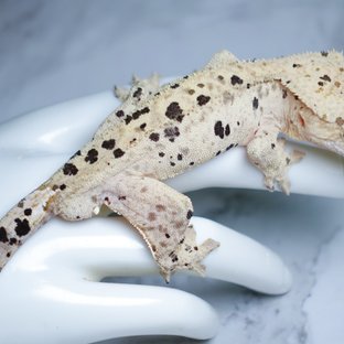 달마시안 슈퍼달마시안