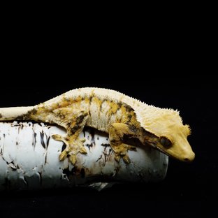 Tri Extreme Harlequin White Spot