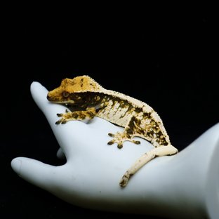 Extreme Harlequin Tri White Spot