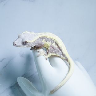 릴리 세이블