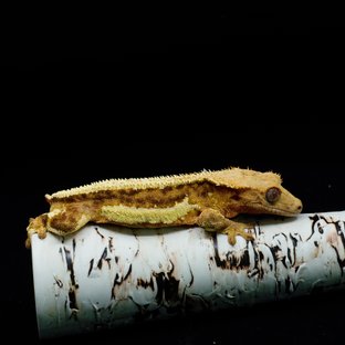 Creamsicle Lilly White