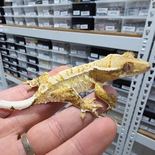White Spot Normal White Crown