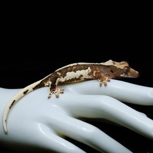 Lilly 100% Het Axanthic