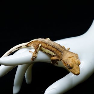 Lilly White Cream Creamsicle Yellow