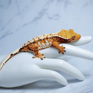 트라이 바브 텐저린 익스트림할리퀸