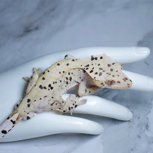 달마시안 슈퍼달마시안