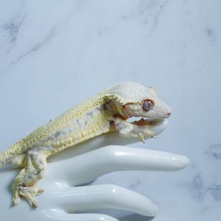 L5