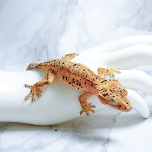 슈퍼달마시안 달마시안