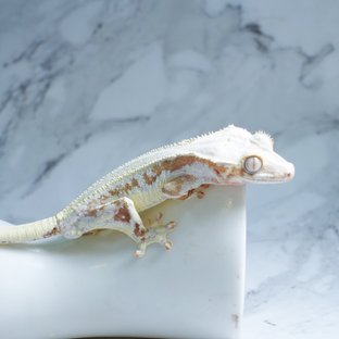 릴리화이트 옐로우 크림 크림시클