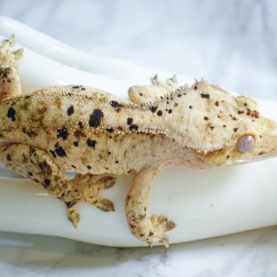 달마시안 슈퍼달마시안