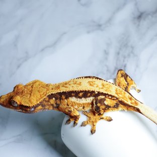 트라이 풀핀 쿼드