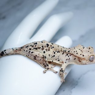 Dalmatian Super Dalmatian