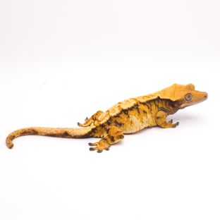 헤라