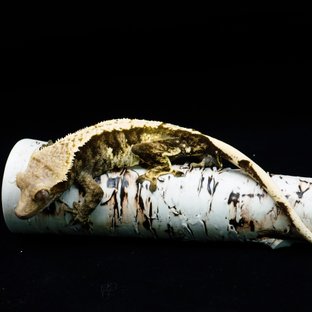 Tri Extreme Harlequin