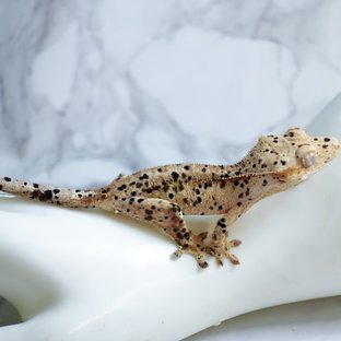 달마시안 슈퍼달마시안