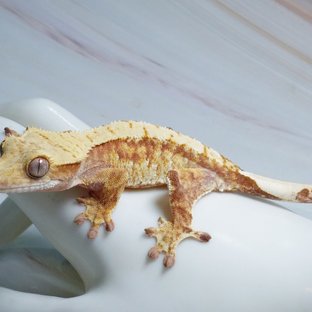 레드 트라이 익스트림할리퀸