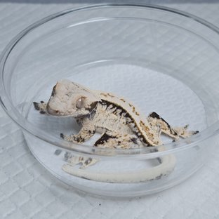 노멀 드리피 화이트스팟